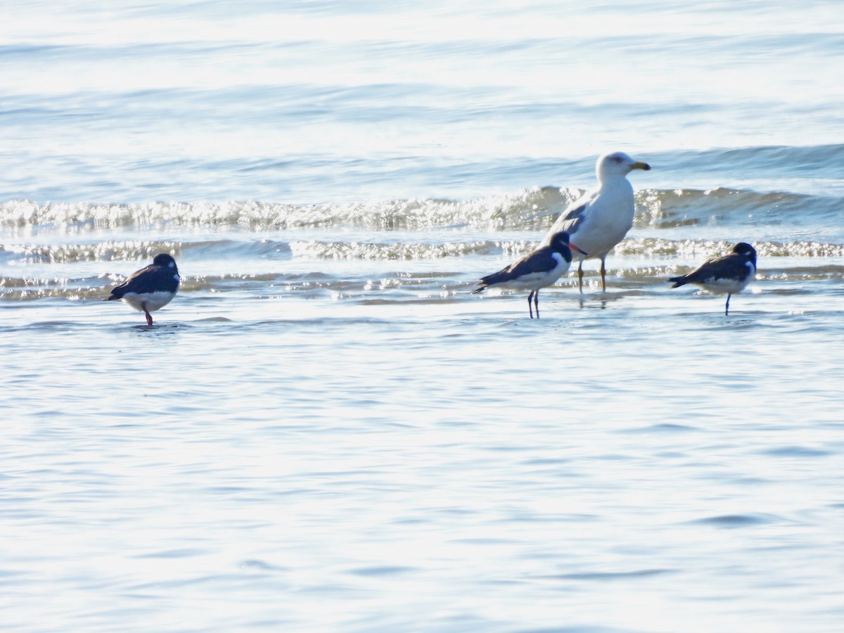 Eurasian Oystercatcher - ML645597037