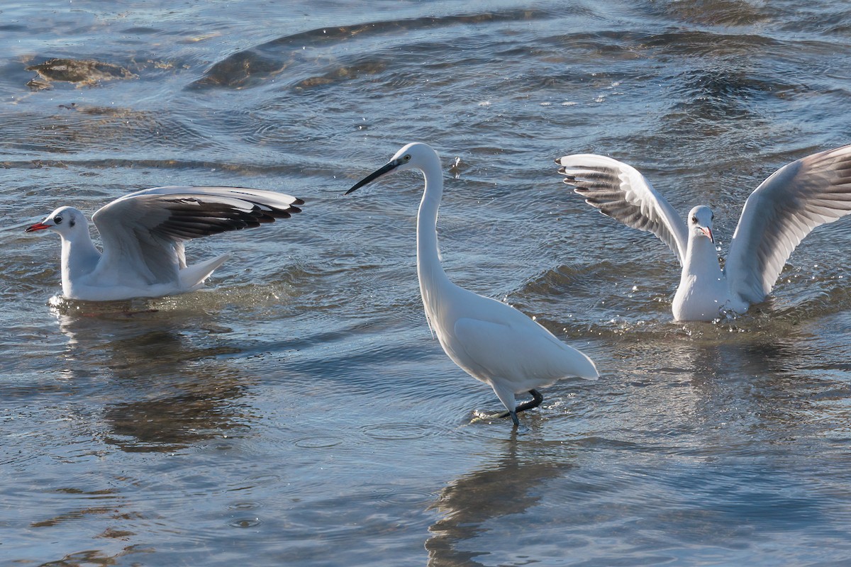 Little Egret - ML645597038