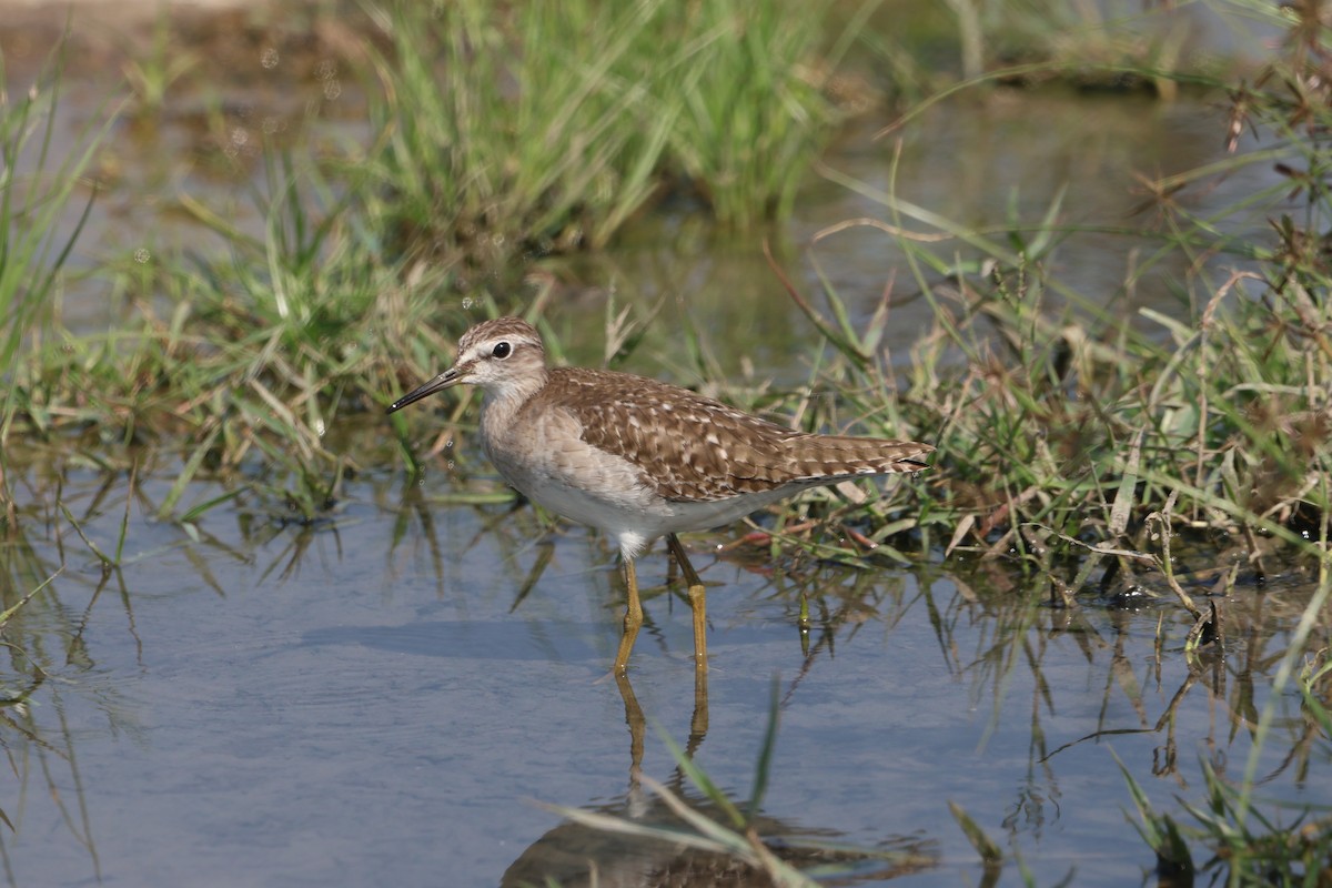 Wood Sandpiper - ML645597039