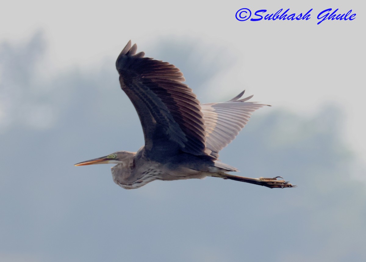 Purple Heron - ML645597041