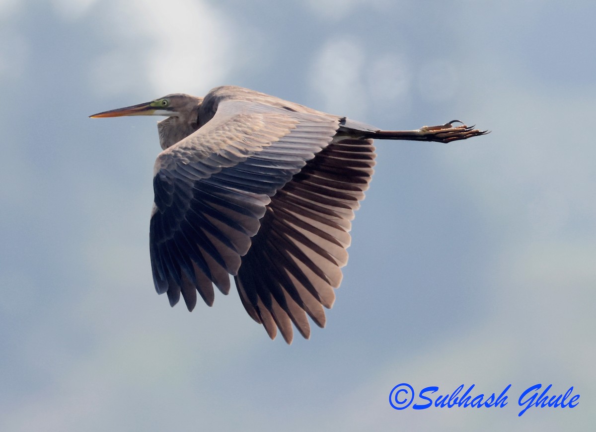 Purple Heron - ML645597042