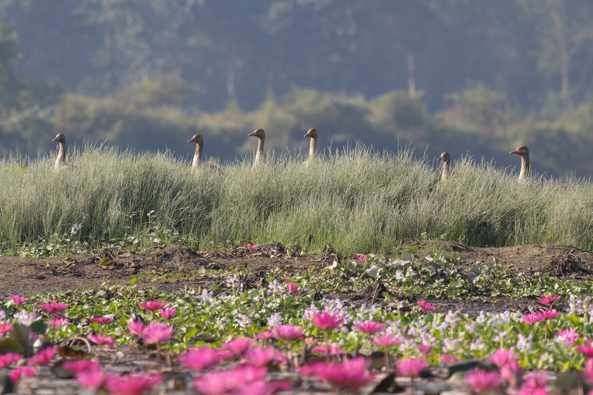 Graylag Goose - ML645597043