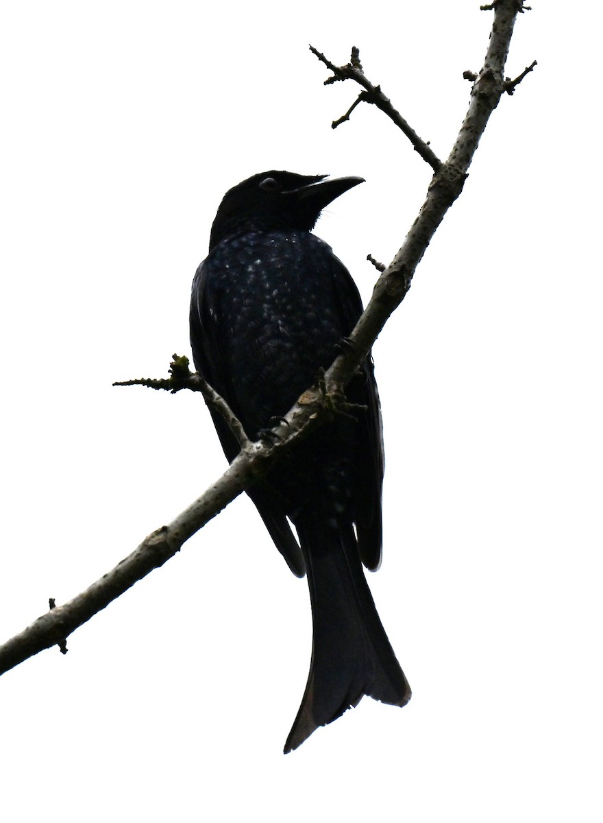 Crow-billed Drongo - ML645597052