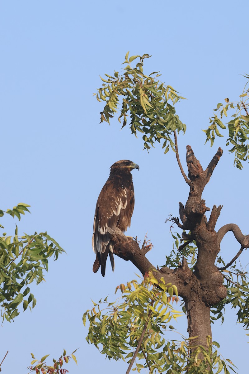 Greater Spotted Eagle - ML645597053