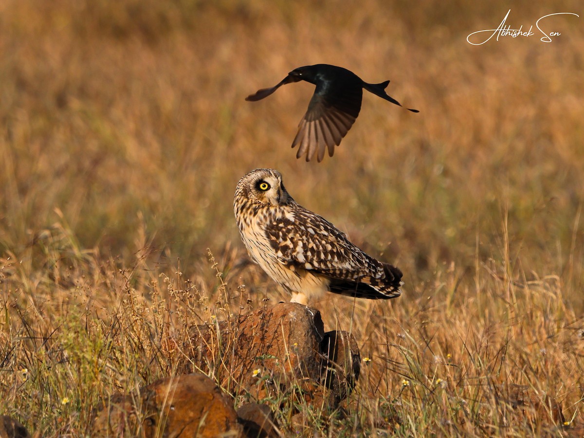 Short-eared Owl - ML645597056