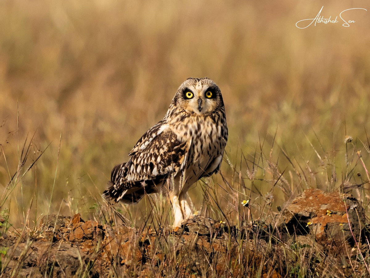 Short-eared Owl - ML645597057