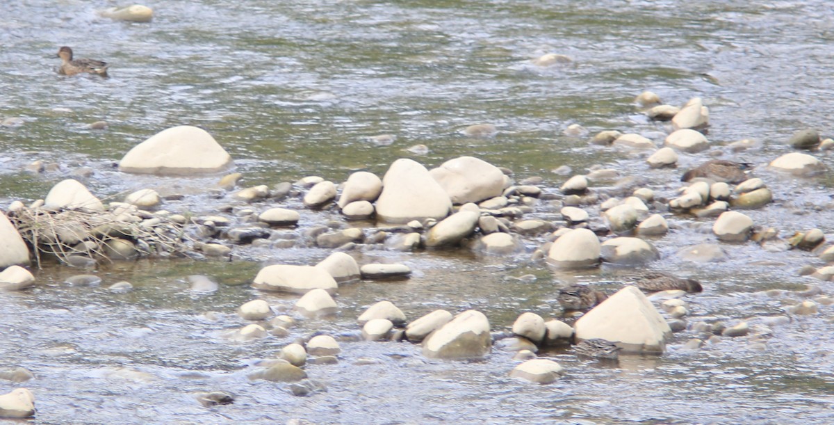 Green-winged Teal - ML645597059