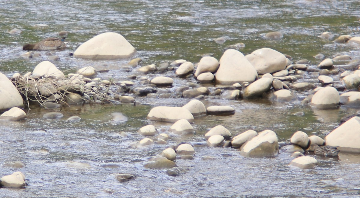 Green-winged Teal - ML645597060