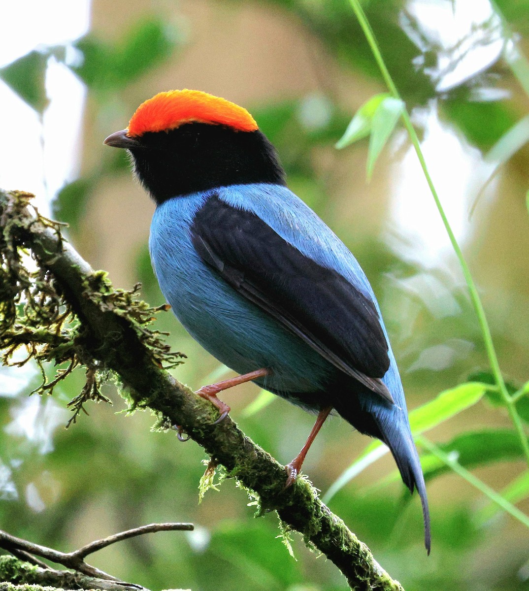 Swallow-tailed Manakin - ML645597063