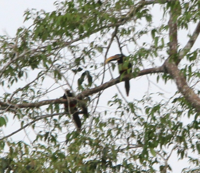 arassari hnědouchý - ML645597064