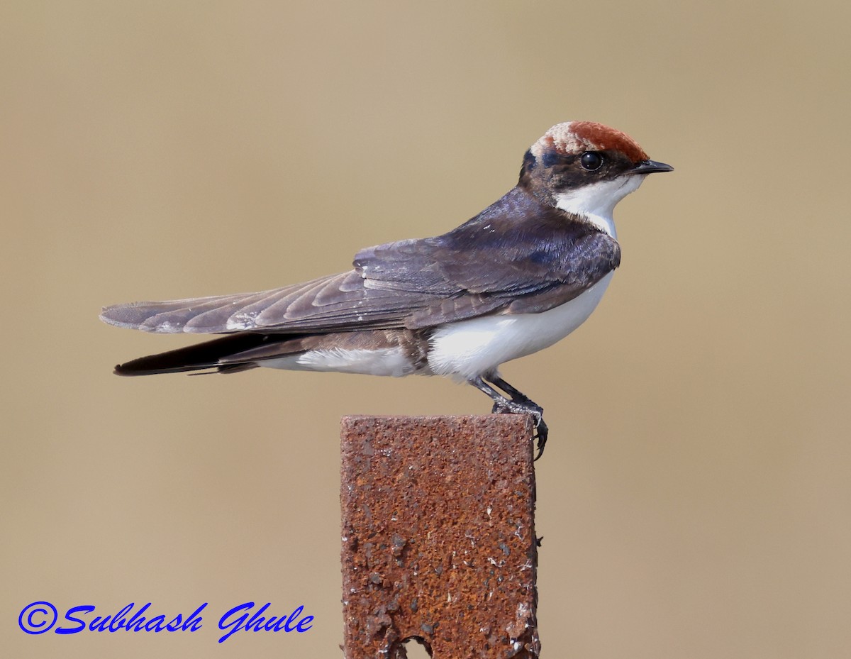 Wire-tailed Swallow - ML645597066