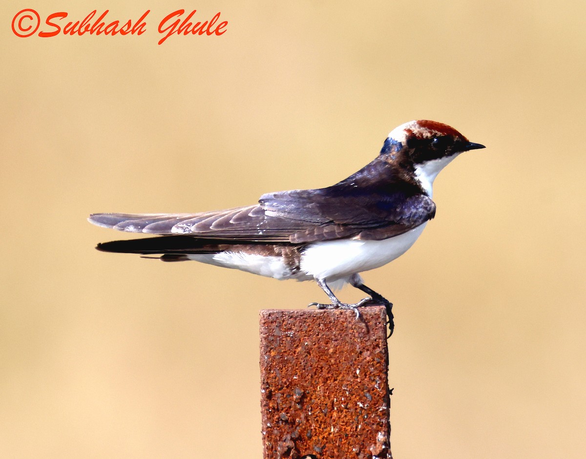 Wire-tailed Swallow - ML645597067