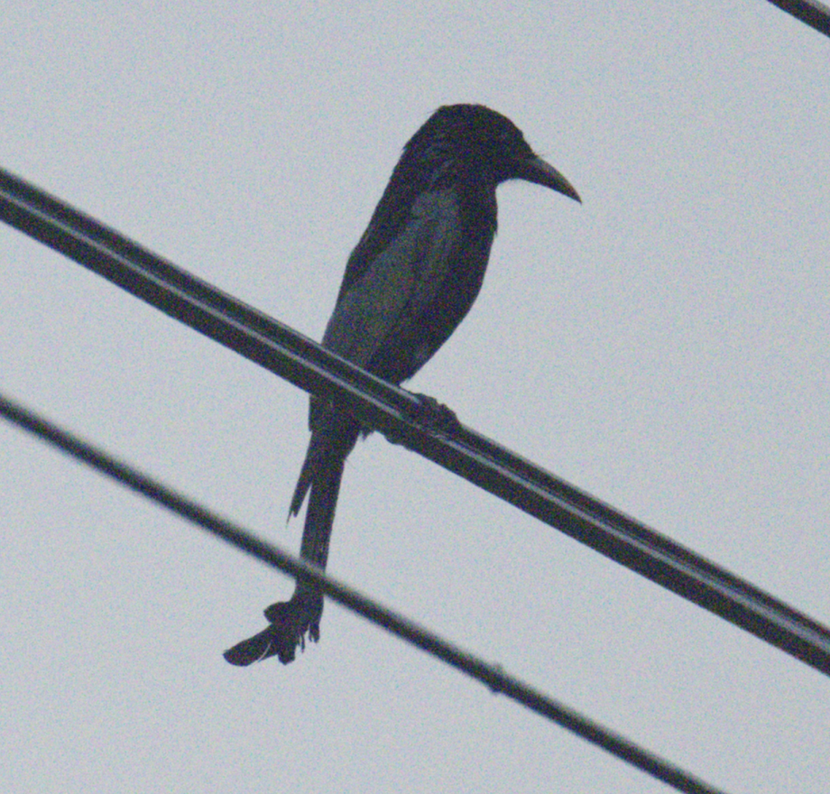 Hair-crested Drongo (Hair-crested) - ML645597070