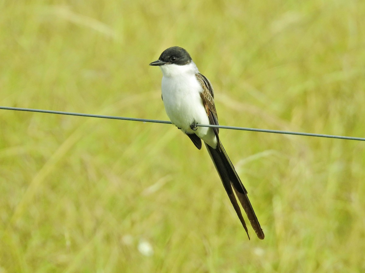 Fork-tailed Flycatcher - ML645597072