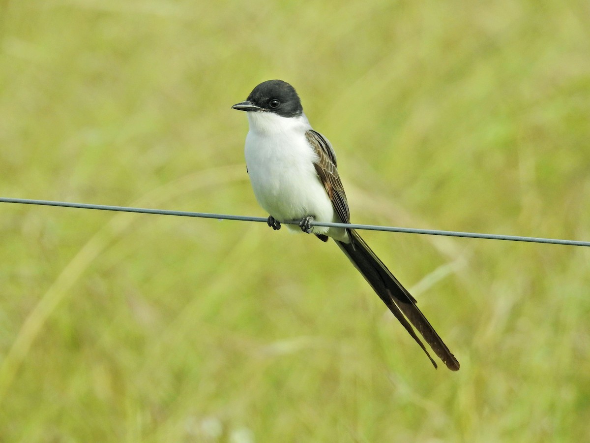 Fork-tailed Flycatcher - ML645597073