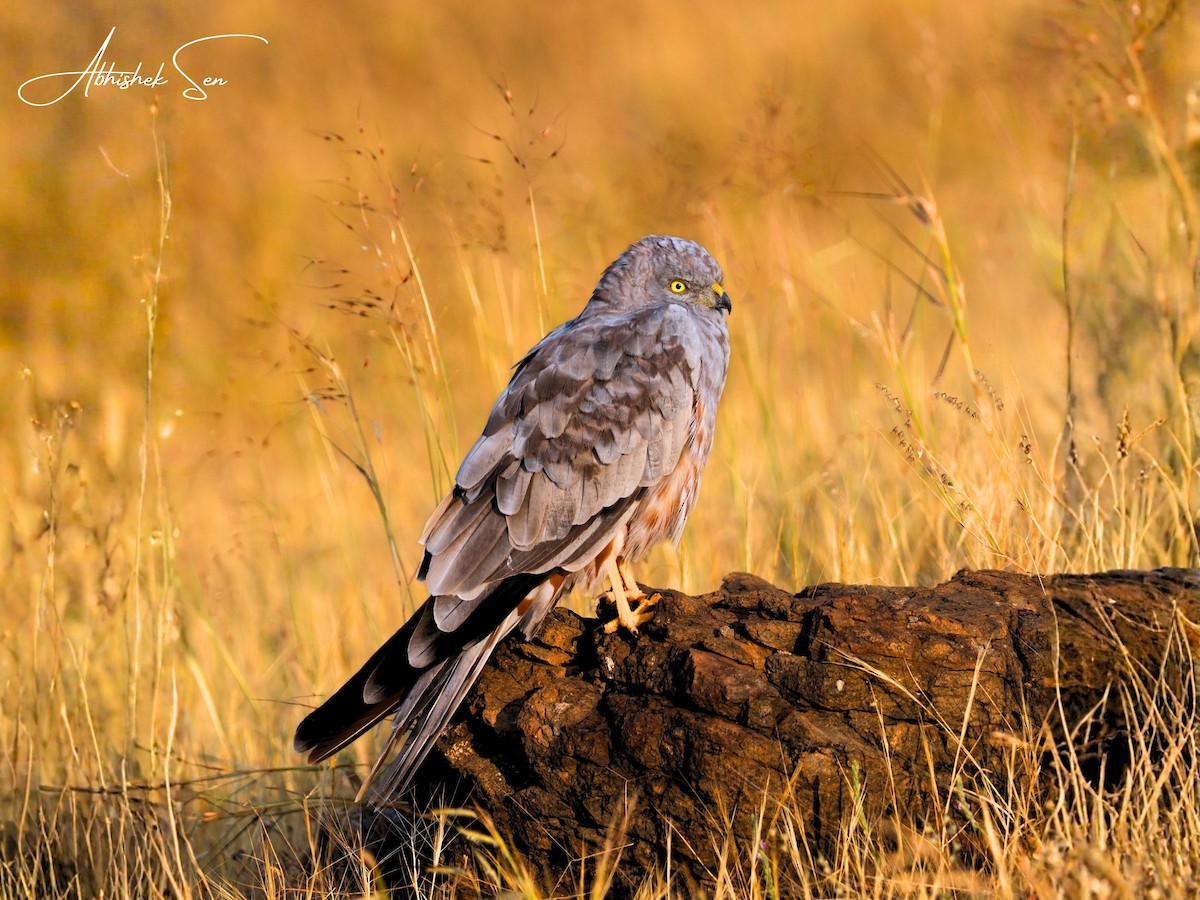 Montagu's Harrier - ML645597077