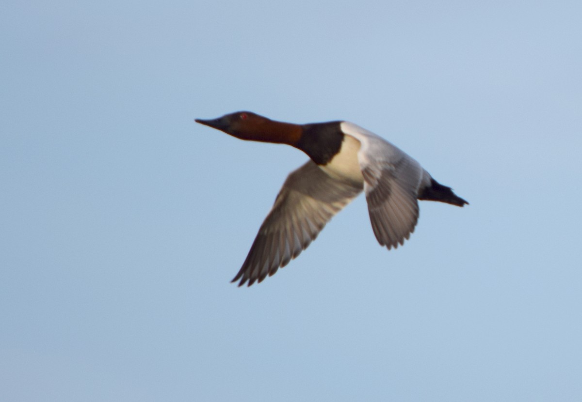 Murgilari bizkarzuria - ML645597078