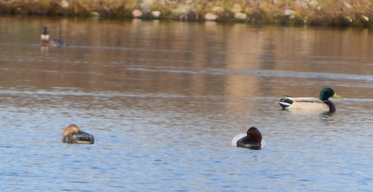 Murgilari bizkarzuria - ML645597083