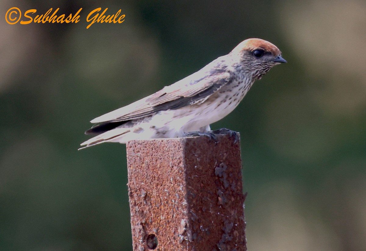 Streak-throated Swallow - ML645597085