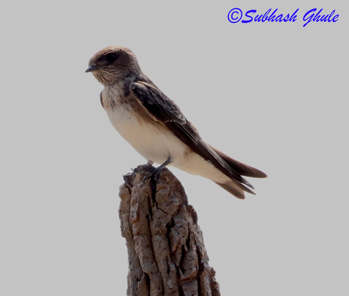 Streak-throated Swallow - ML645597086