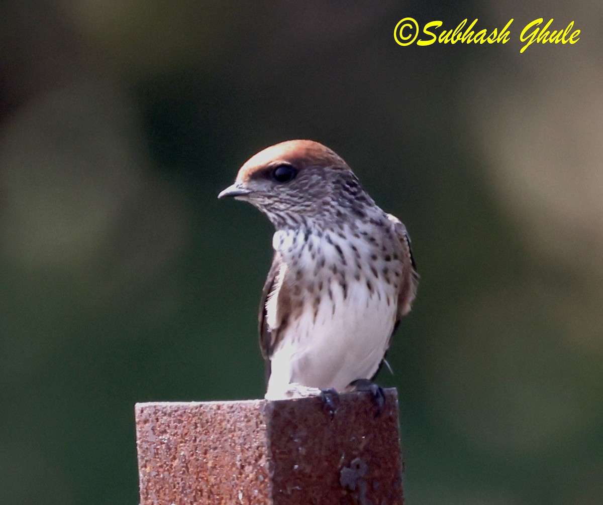 Streak-throated Swallow - ML645597087