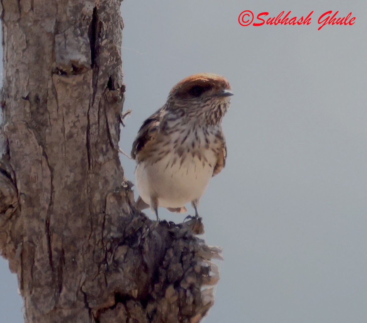 Streak-throated Swallow - ML645597090