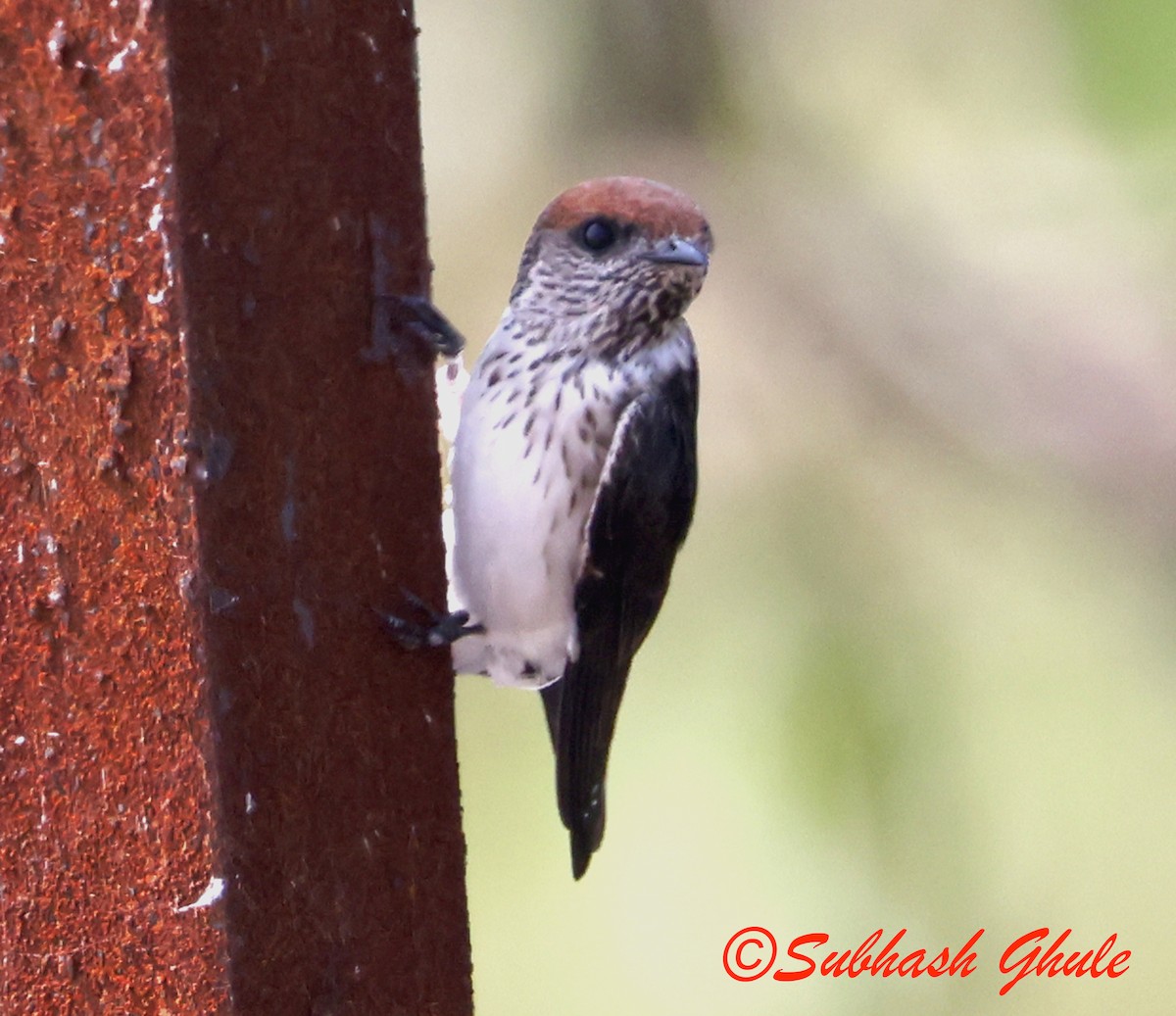 Streak-throated Swallow - ML645597093
