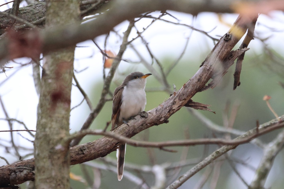 kukačka dešťová - ML645597099