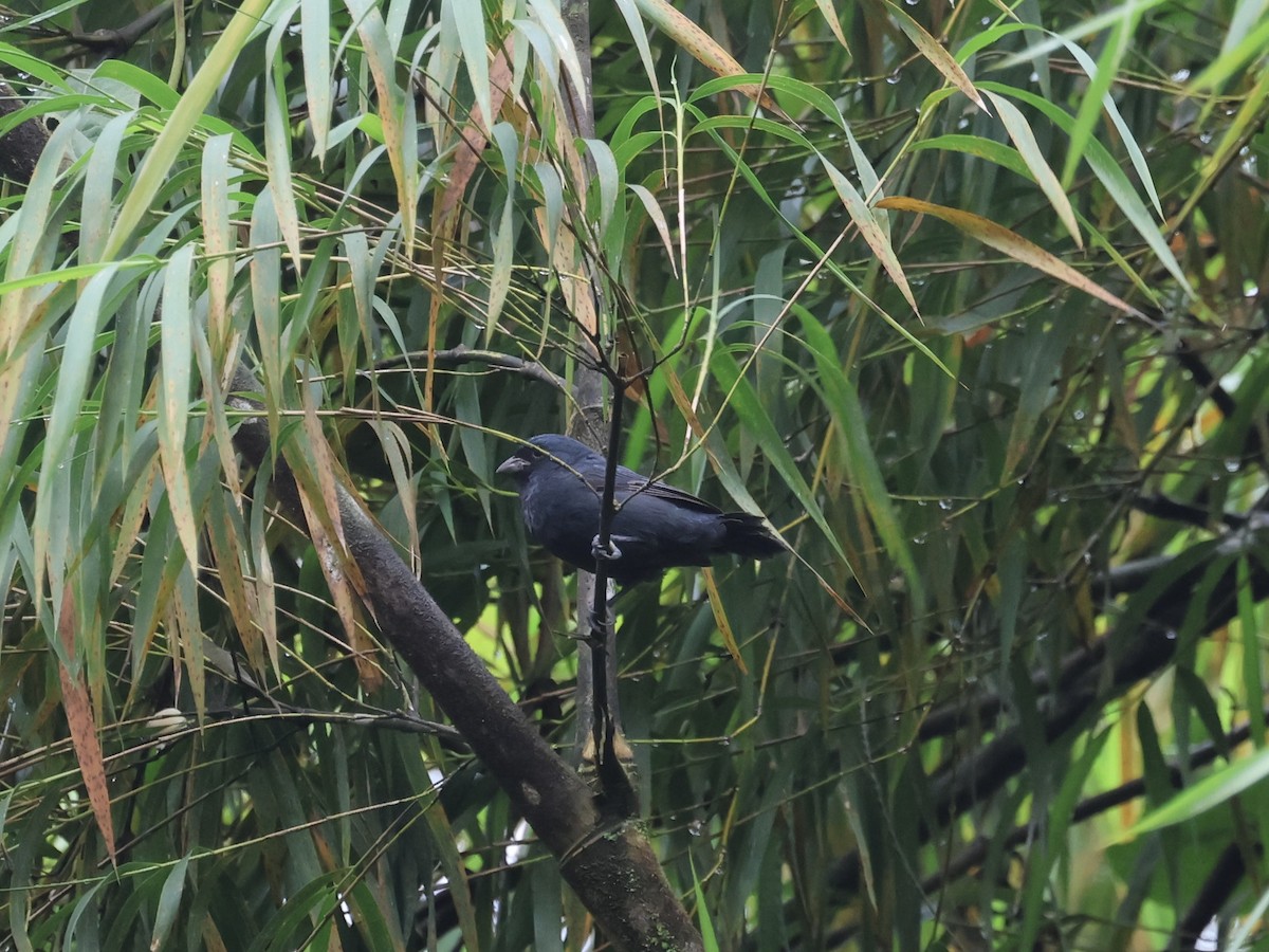 Ecuadorian Seedeater - ML645597100