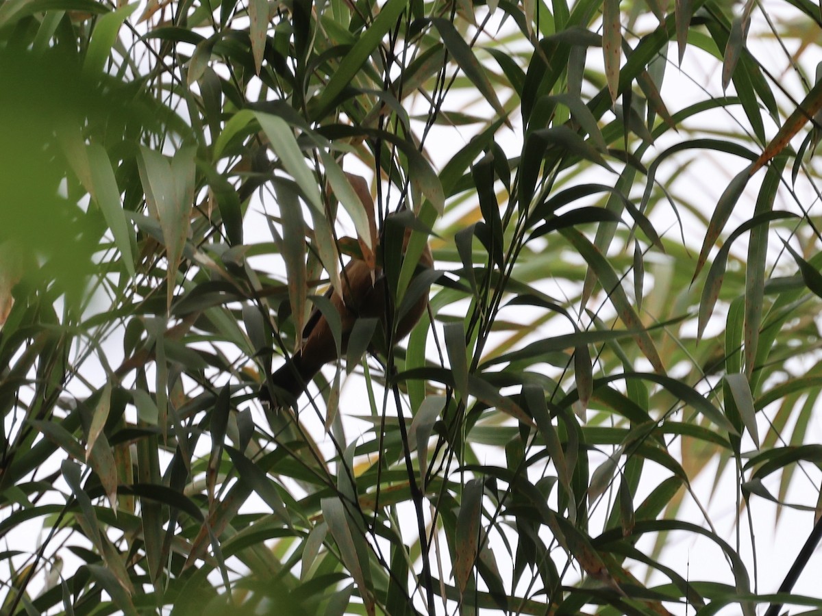 Ecuadorian Seedeater - ML645597101