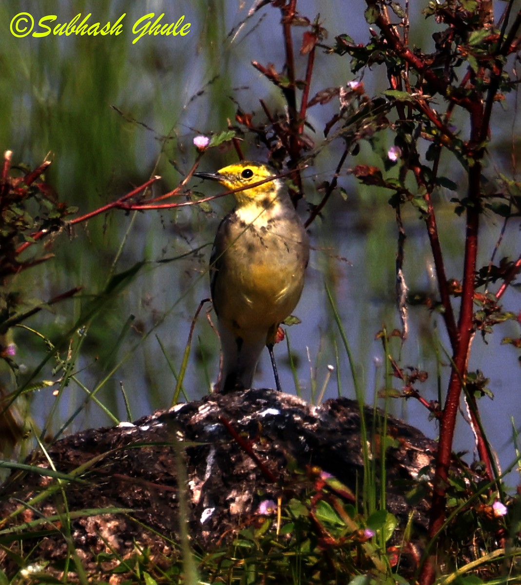 Citrine Wagtail - ML645597115