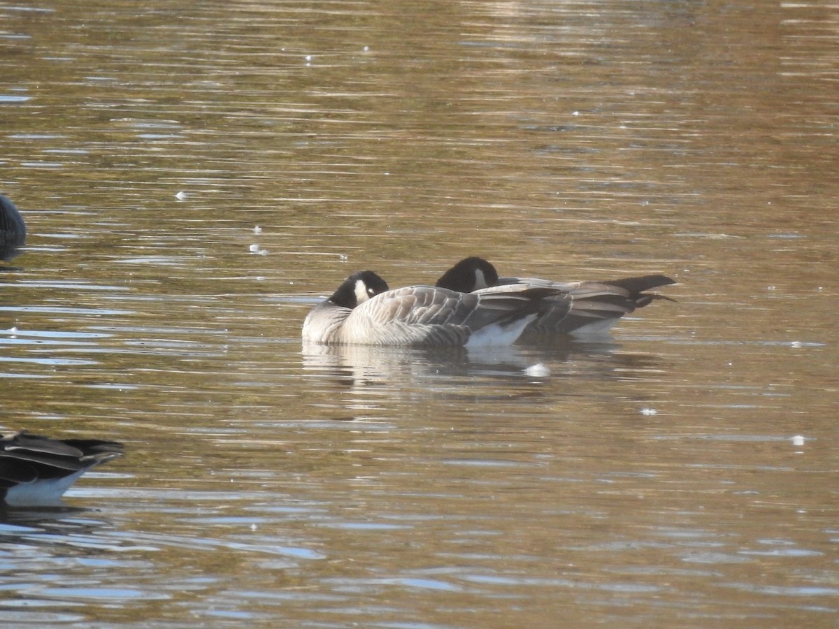 Cackling Goose (minima) - ML645597116