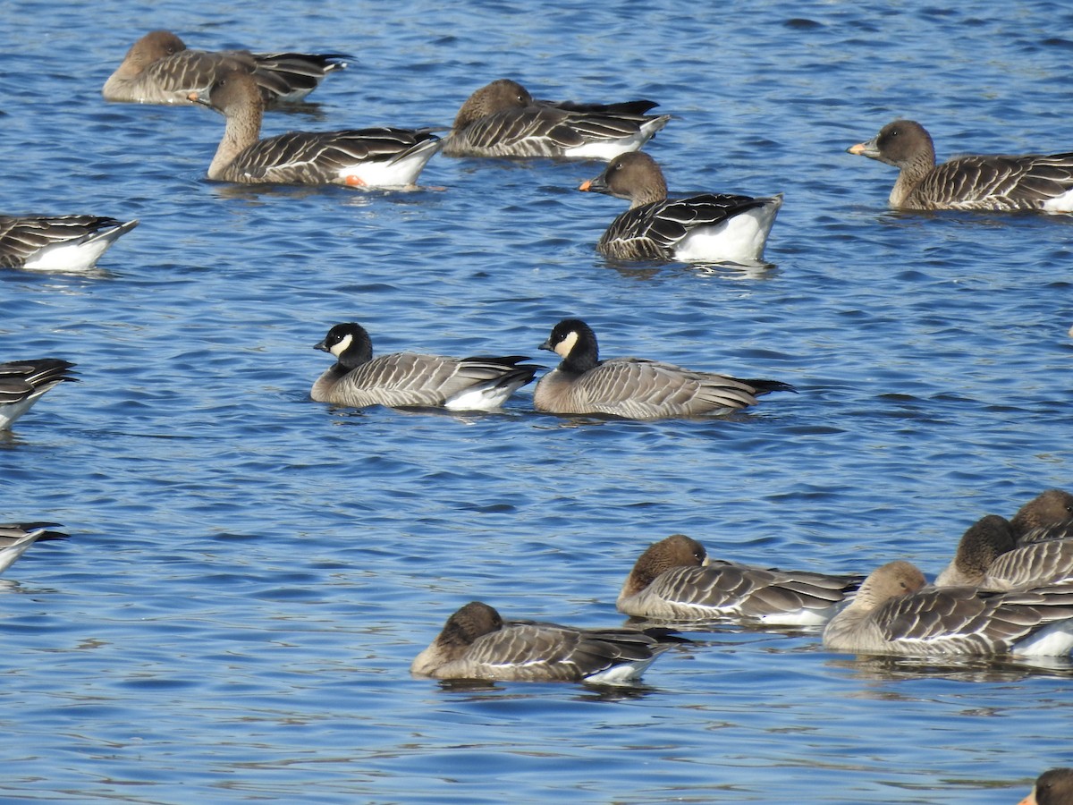 Cackling Goose (minima) - ML645597120