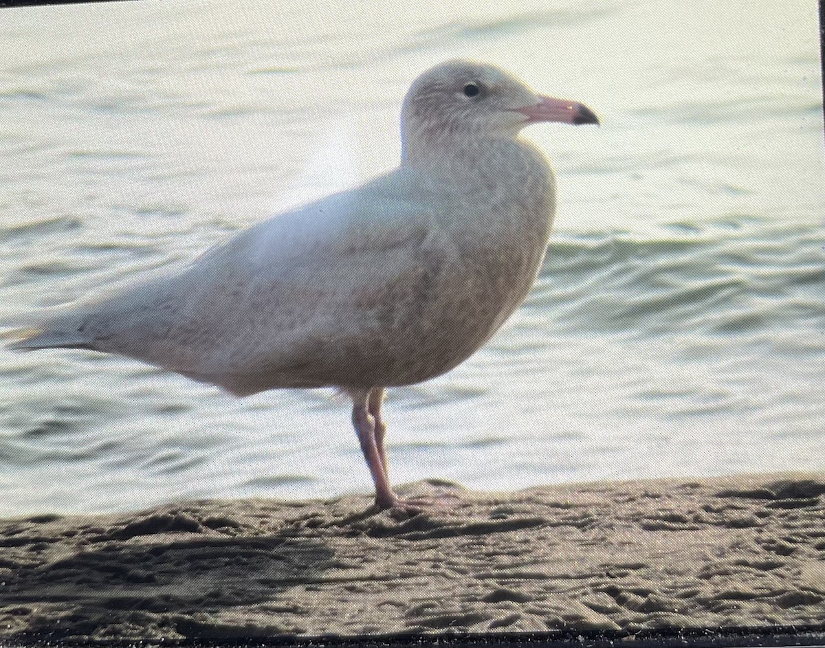 Gavión Hiperbóreo - ML645597122