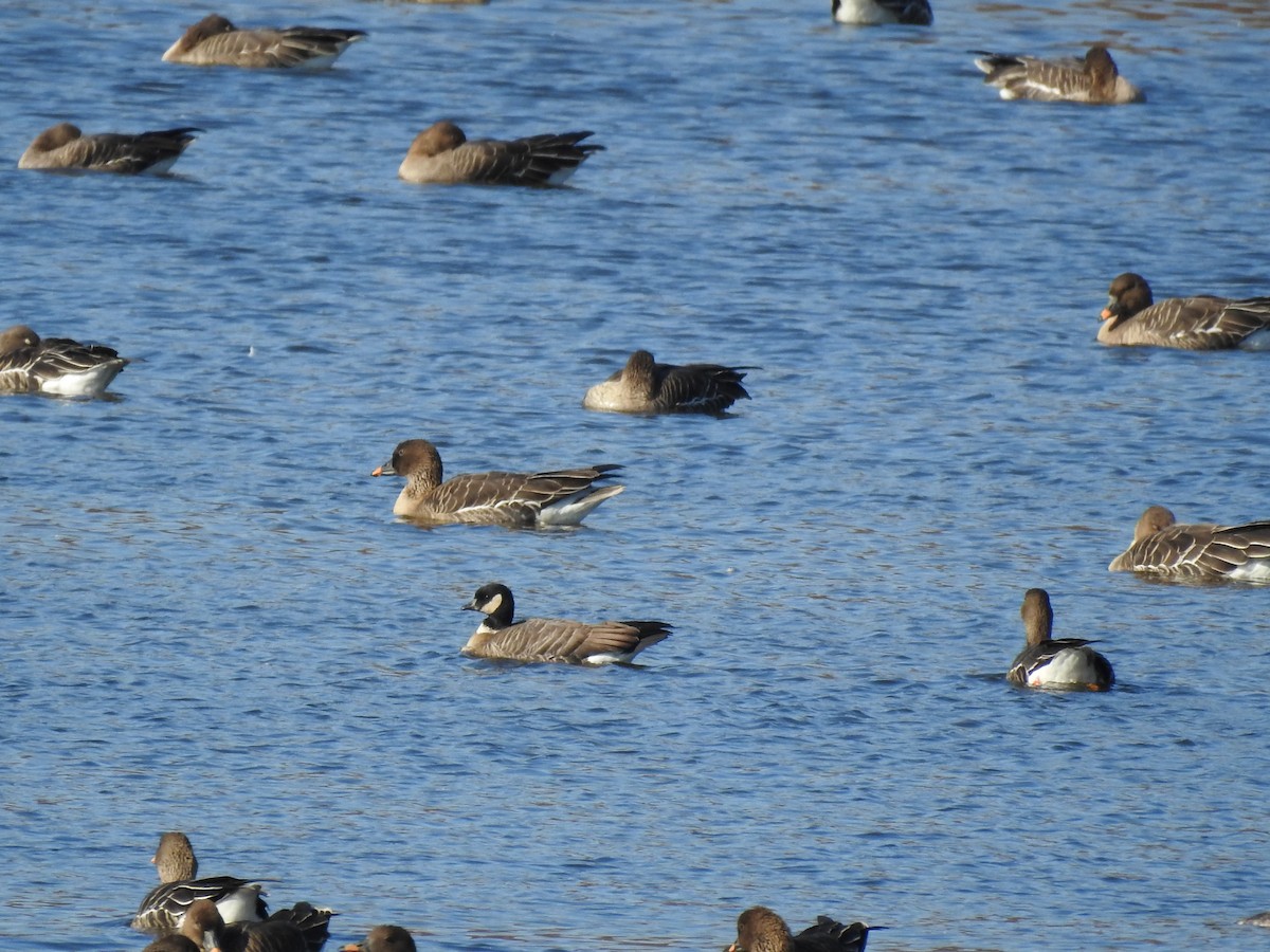 Cackling Goose (Aleutian) - ML645597123