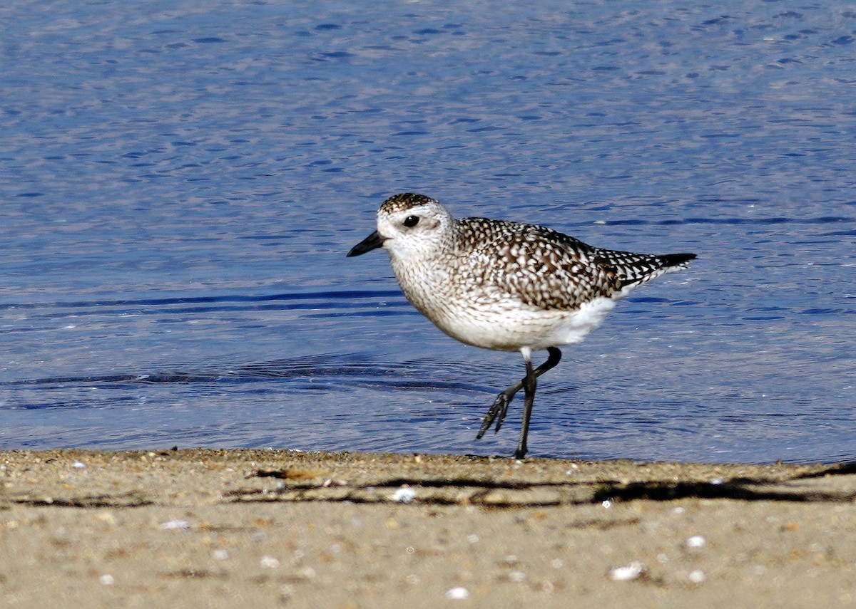 Black-bellied Plover - ML645597124