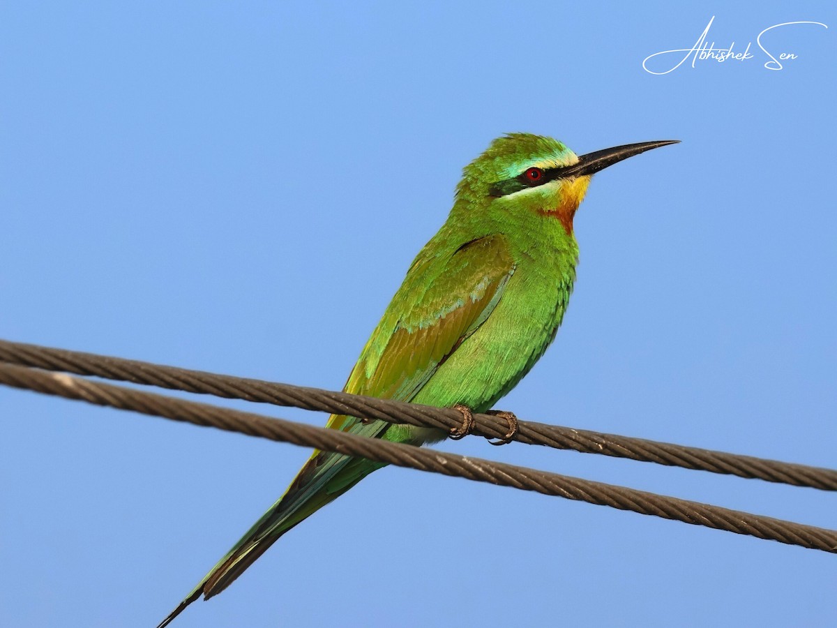 Blue-cheeked Bee-eater - ML645597126