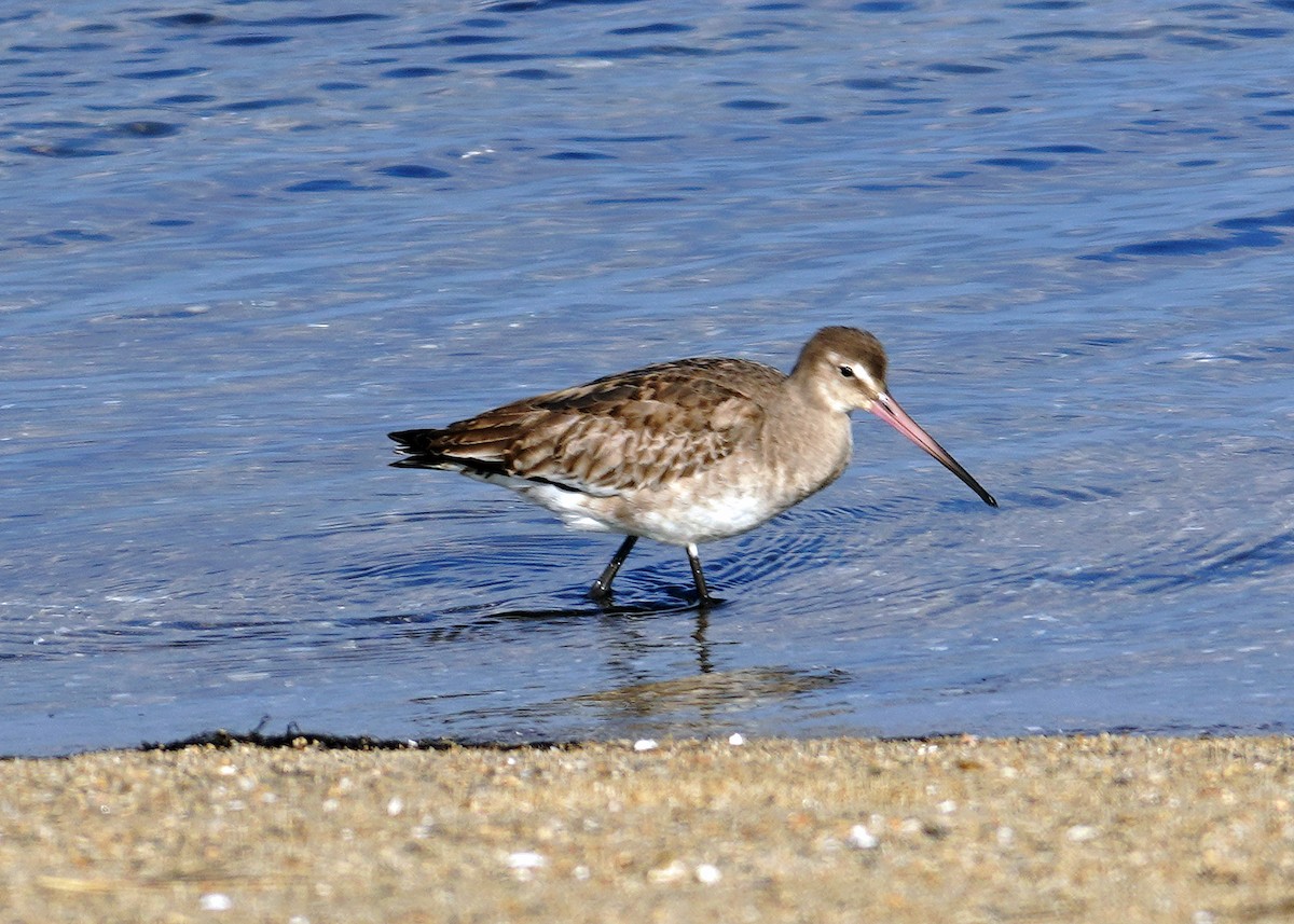 Black-tailed Godwit - ML645597132