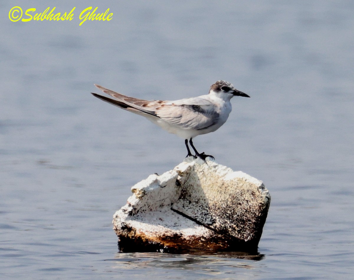 Whiskered Tern - ML645597142