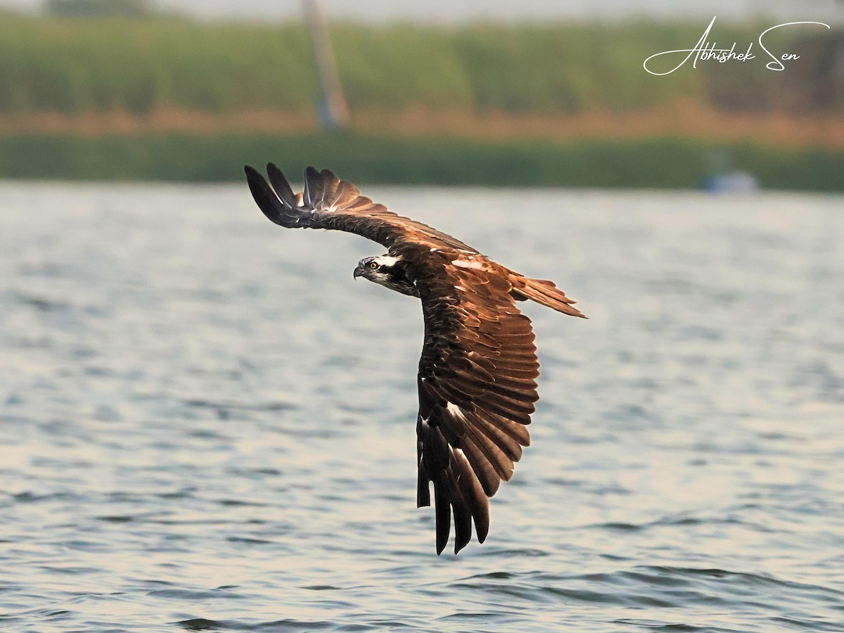 Osprey - ML645597144