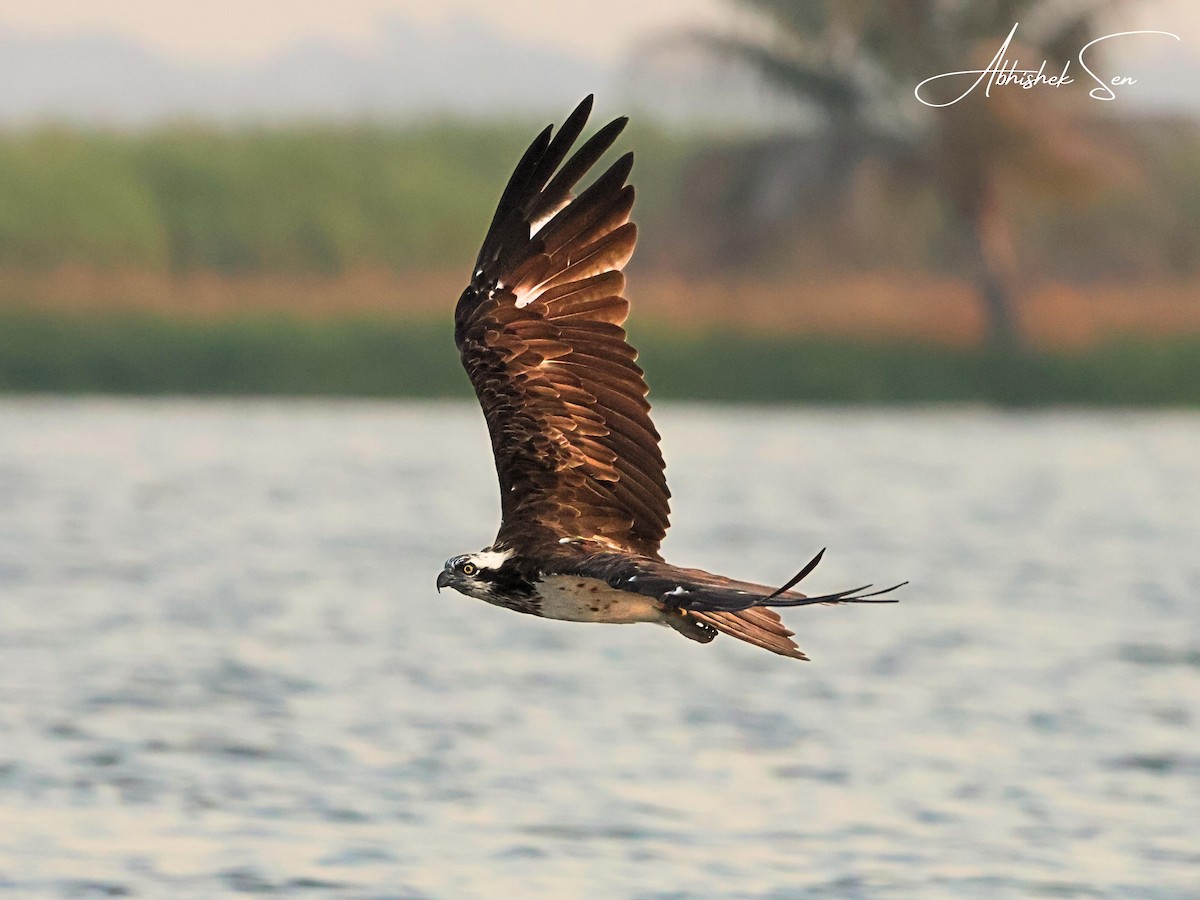 Osprey - ML645597145