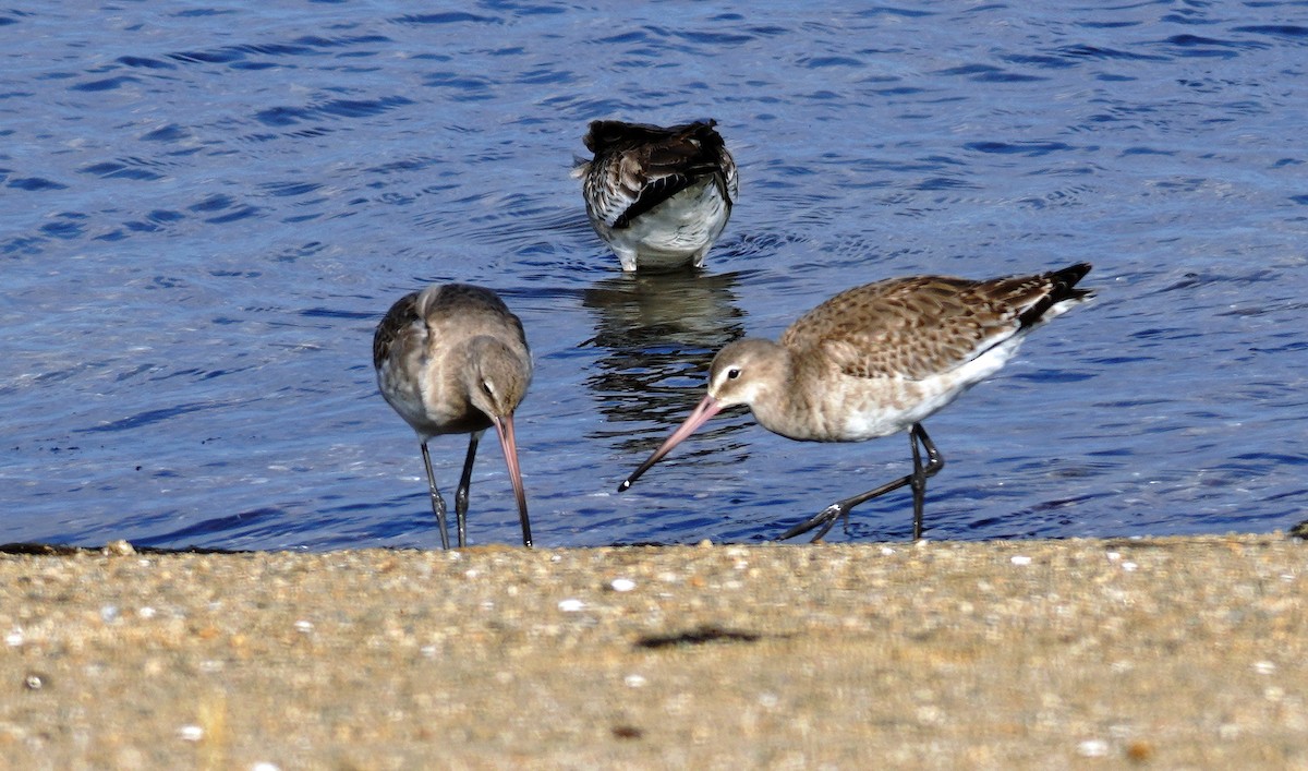 Black-tailed Godwit - ML645597147