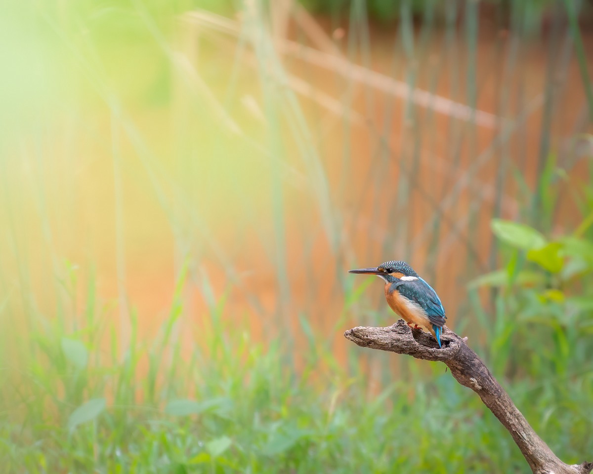 שלדג גמדי - ML645597148