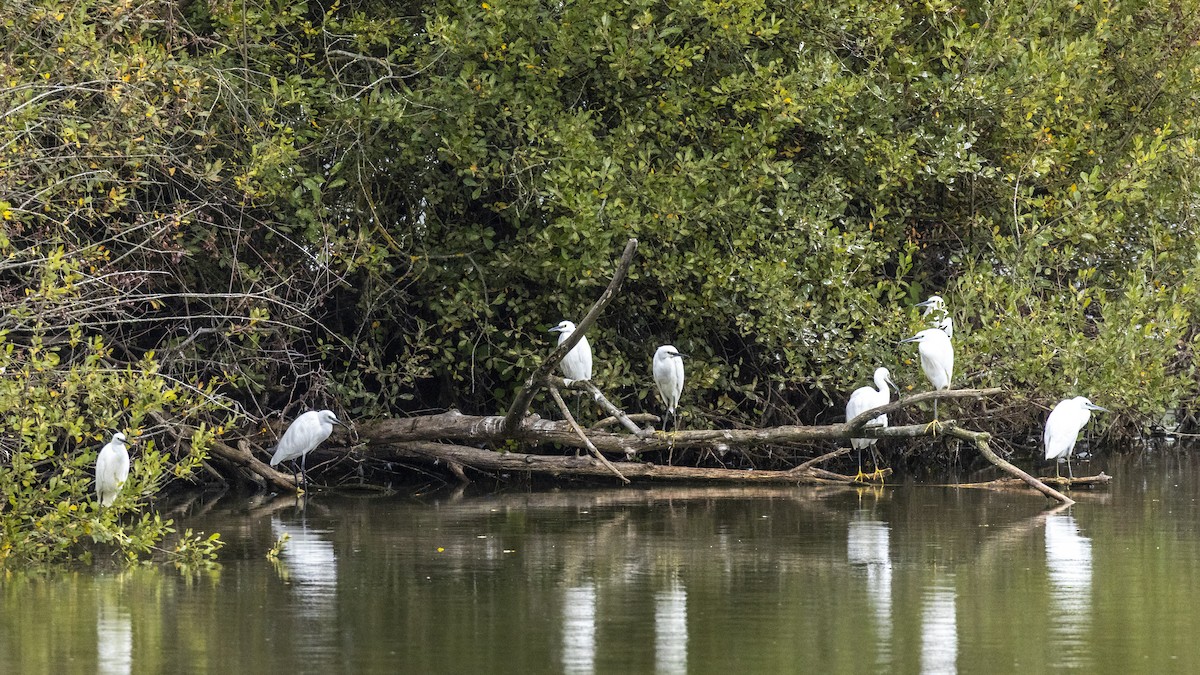 Little Egret - ML645597151