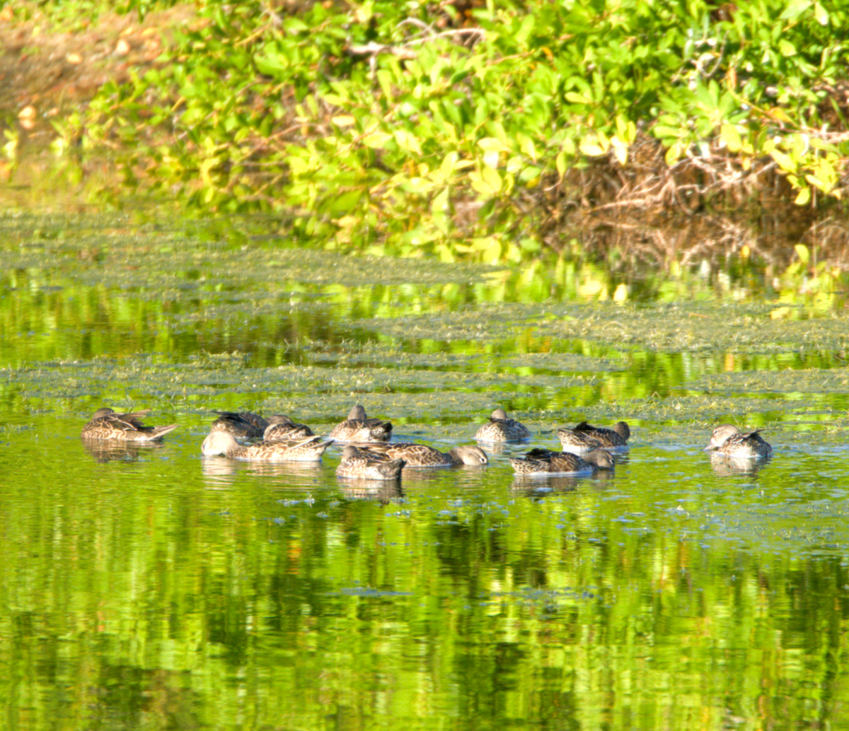 Blue-winged Teal - ML645597152