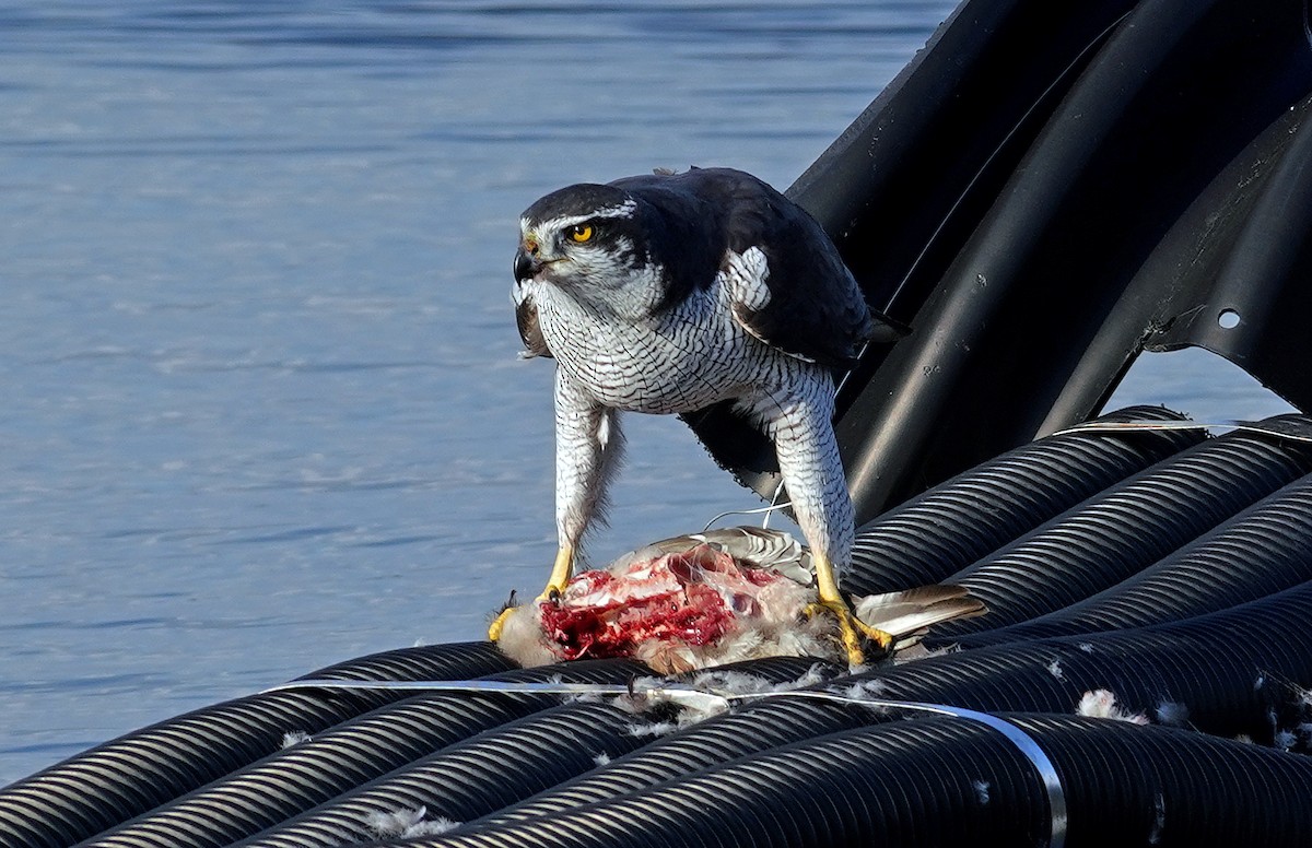 Eurasian Goshawk - ML645597173