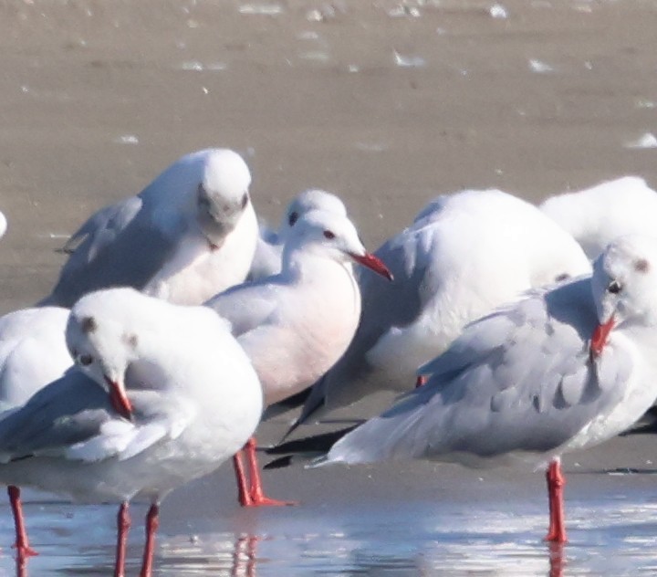 Slender-billed Gull - ML645597183