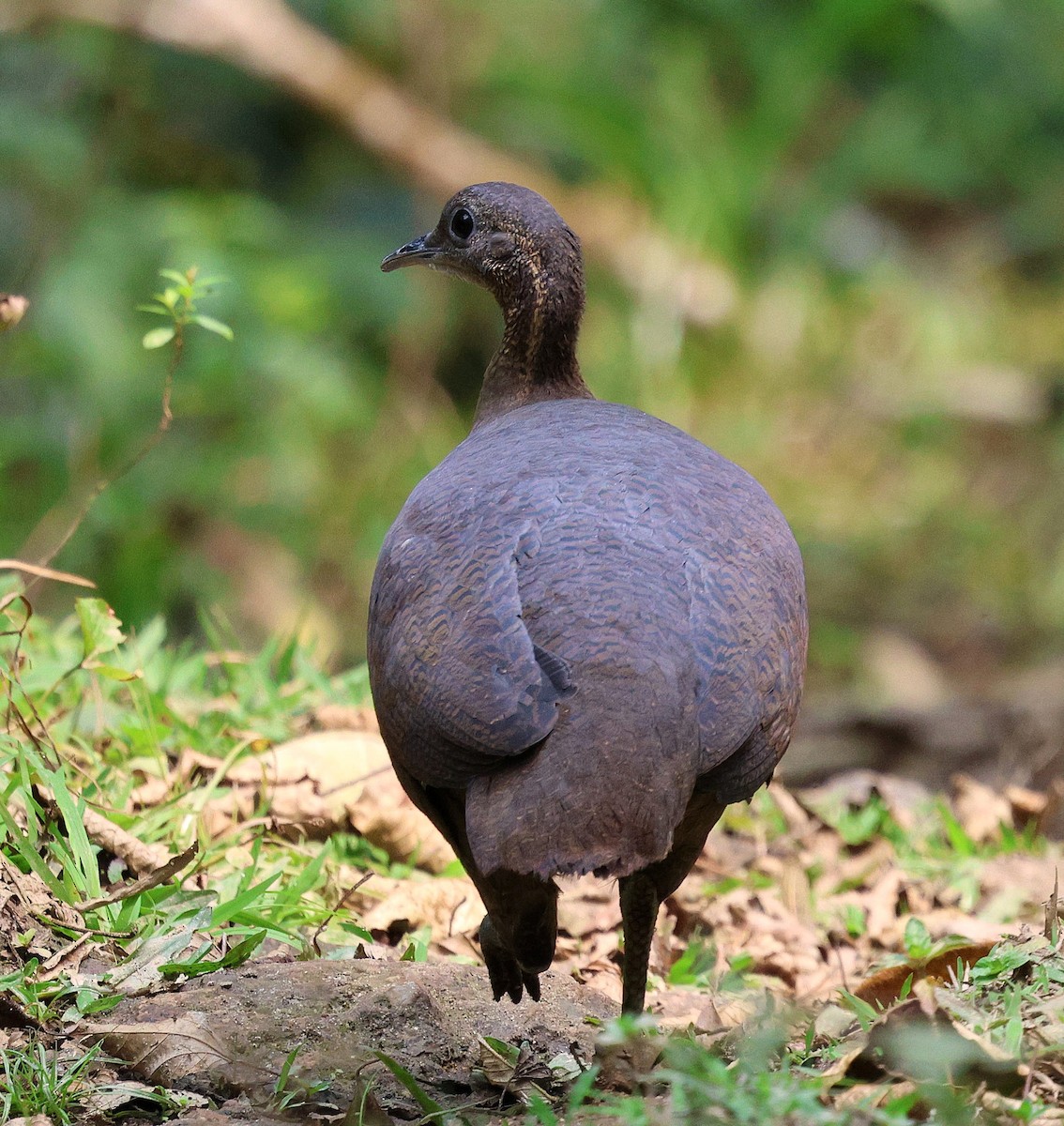 Solitary Tinamou - ML645597184