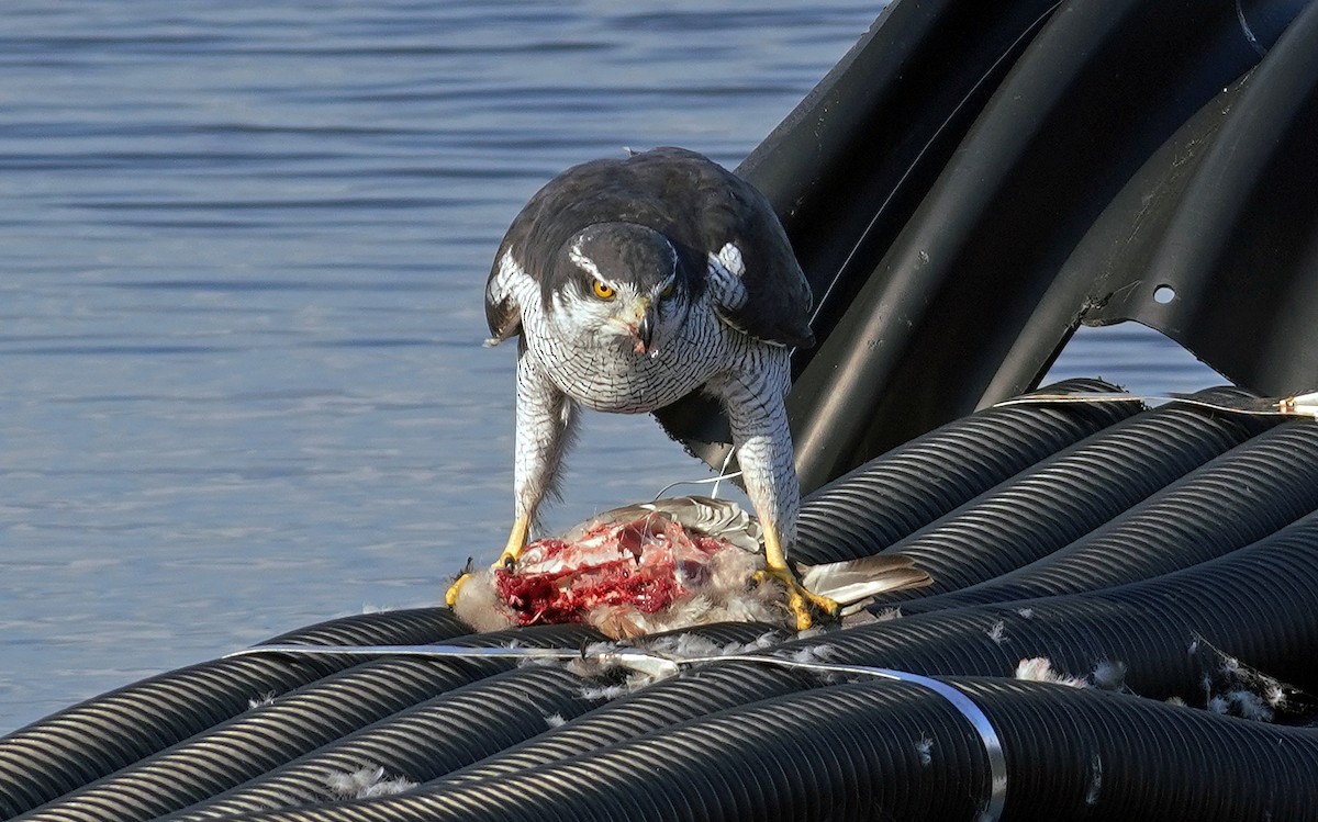 Eurasian Goshawk - ML645597188