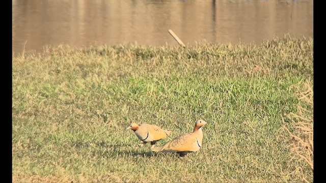 Рябок чорночеревий - ML645597189